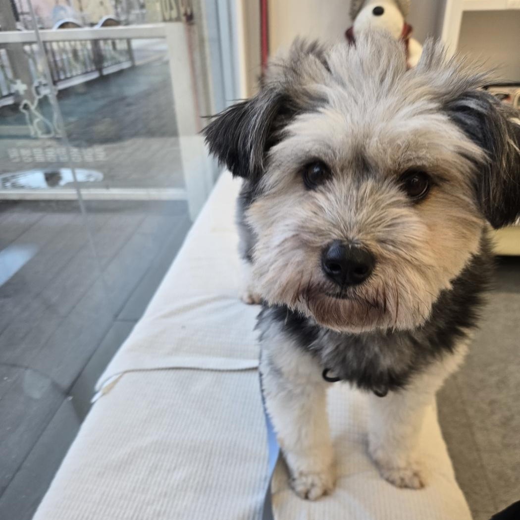 Enlarge  Bong-ee, a ADOPTABLE mixed breed in West Hartford , CT image 1/6