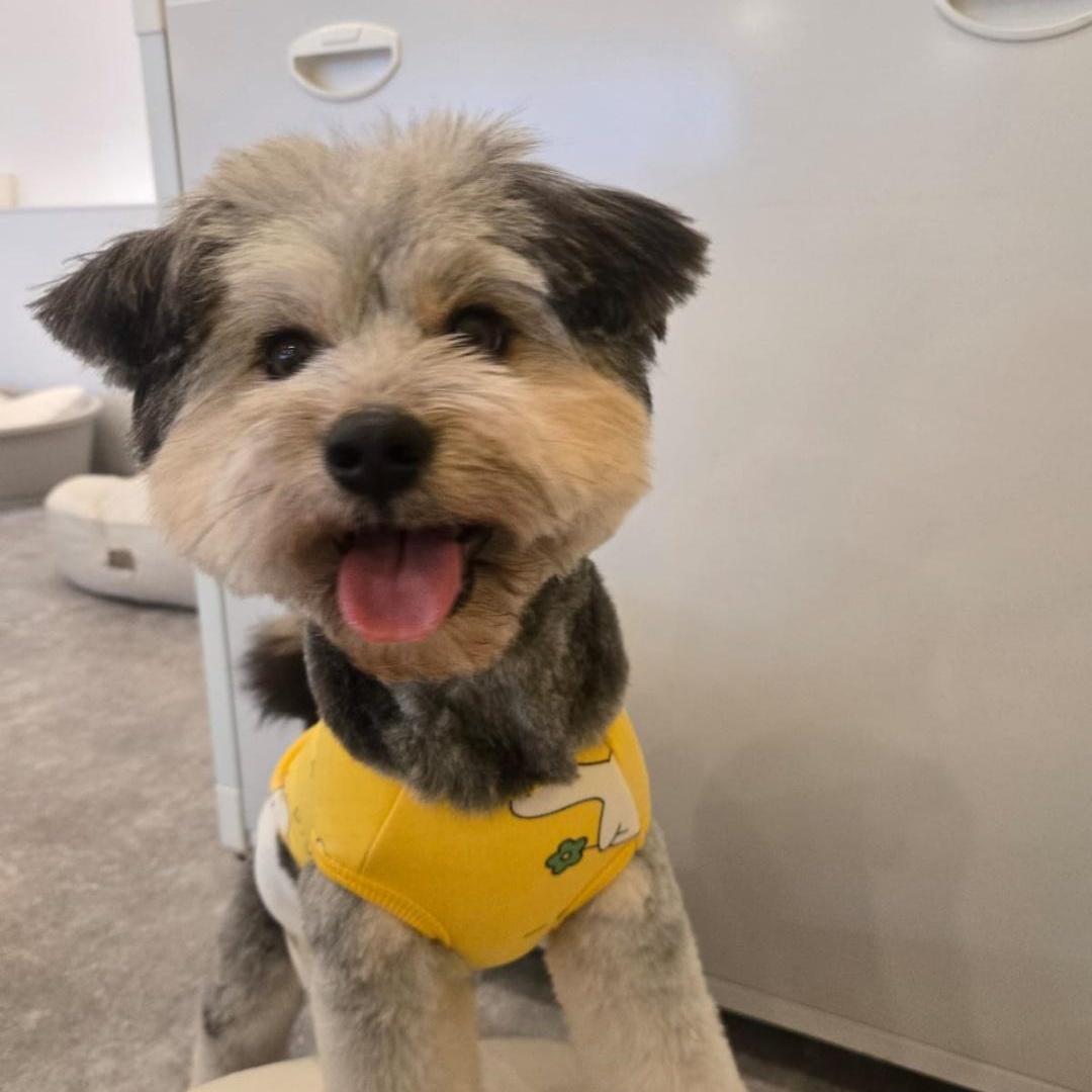 Enlarge  Bong-ee, a ADOPTABLE mixed breed in West Hartford , CT image 5/6