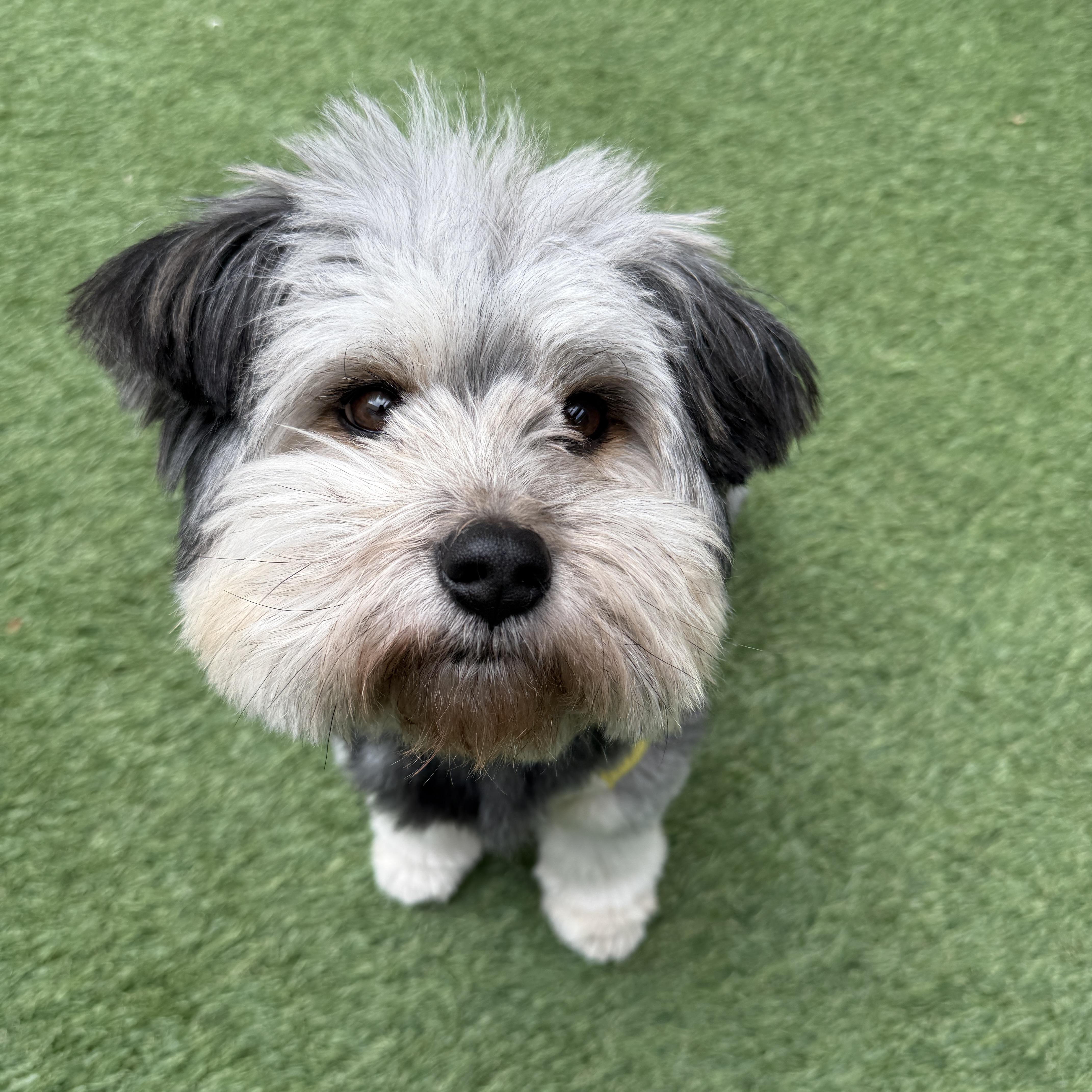 Enlarge  Bong-ee, a ADOPTABLE mixed breed in West Hartford , CT image 3/6