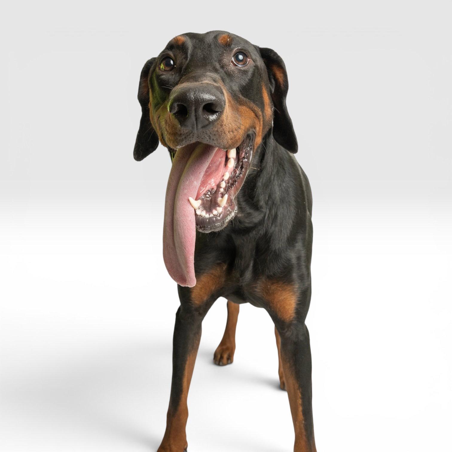 Romeo, Adoptable, Young Male Doberman Pinscher.