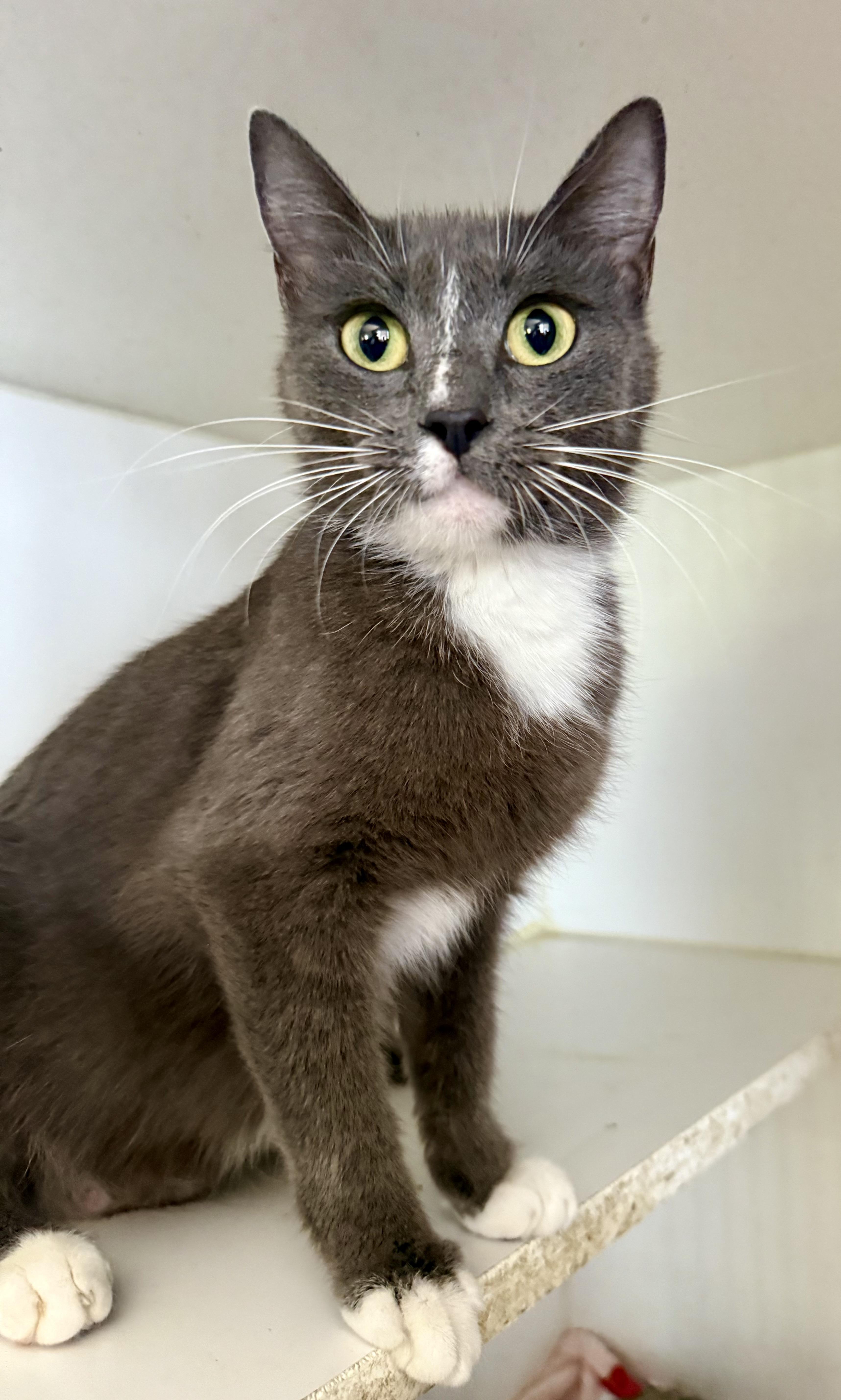 Enlarge Spring, a ADOPTABLE Domestic Short Hair in Shreveport, LA image 2/3