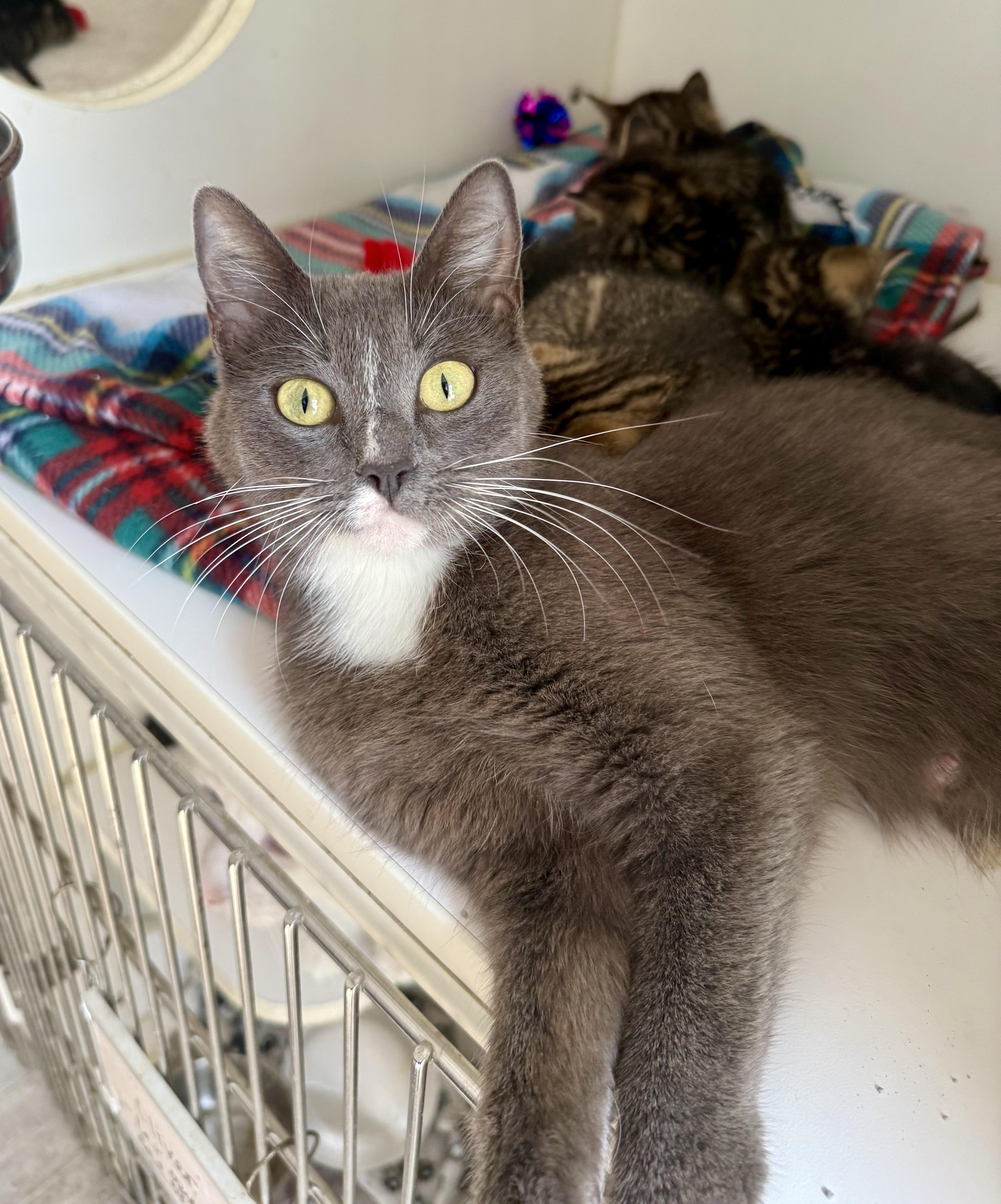 Enlarge Spring, a ADOPTABLE Domestic Short Hair in Shreveport, LA image 3/3