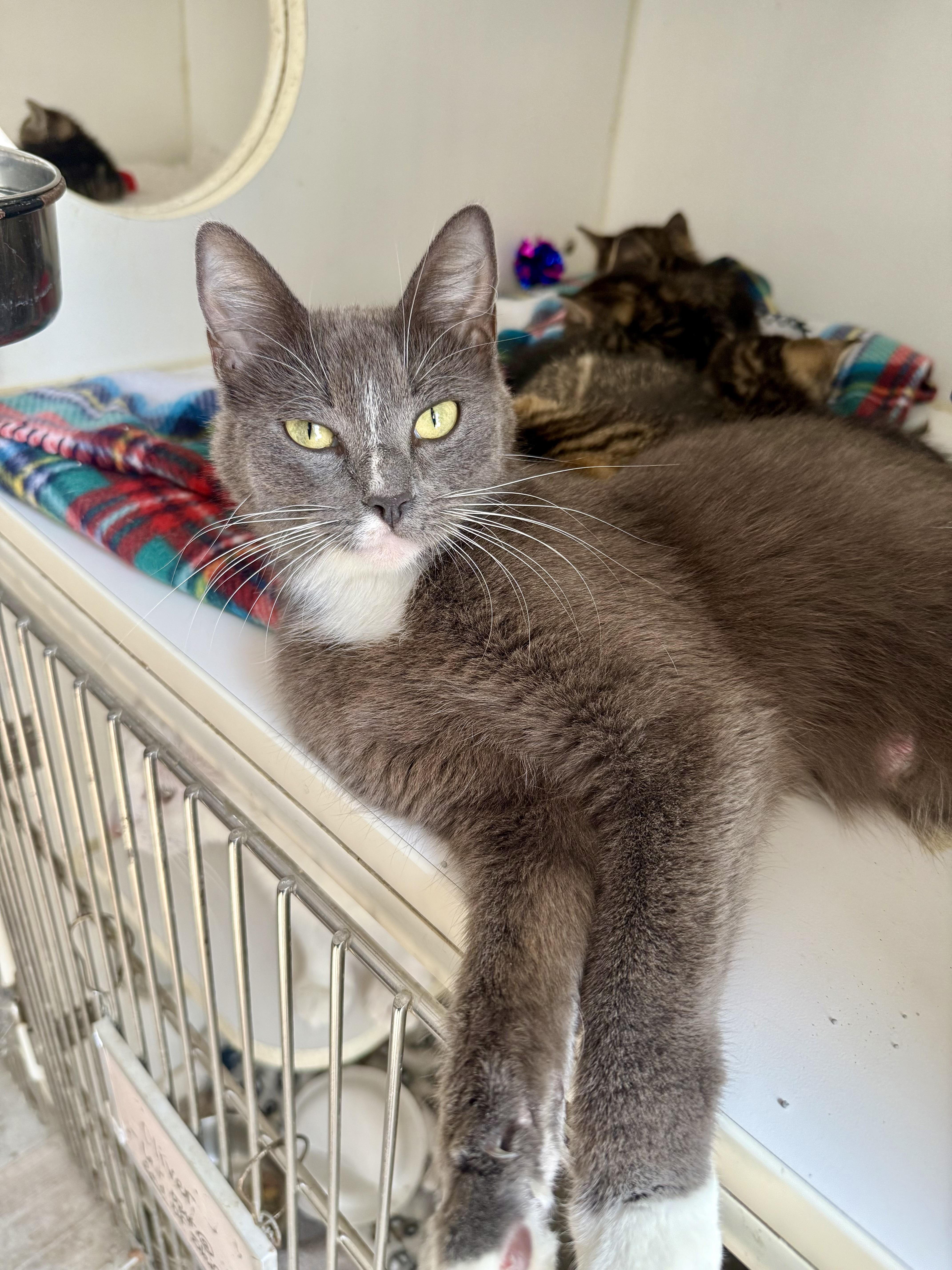 Spring, ADOPTABLE, Adult Female Domestic Short Hair.