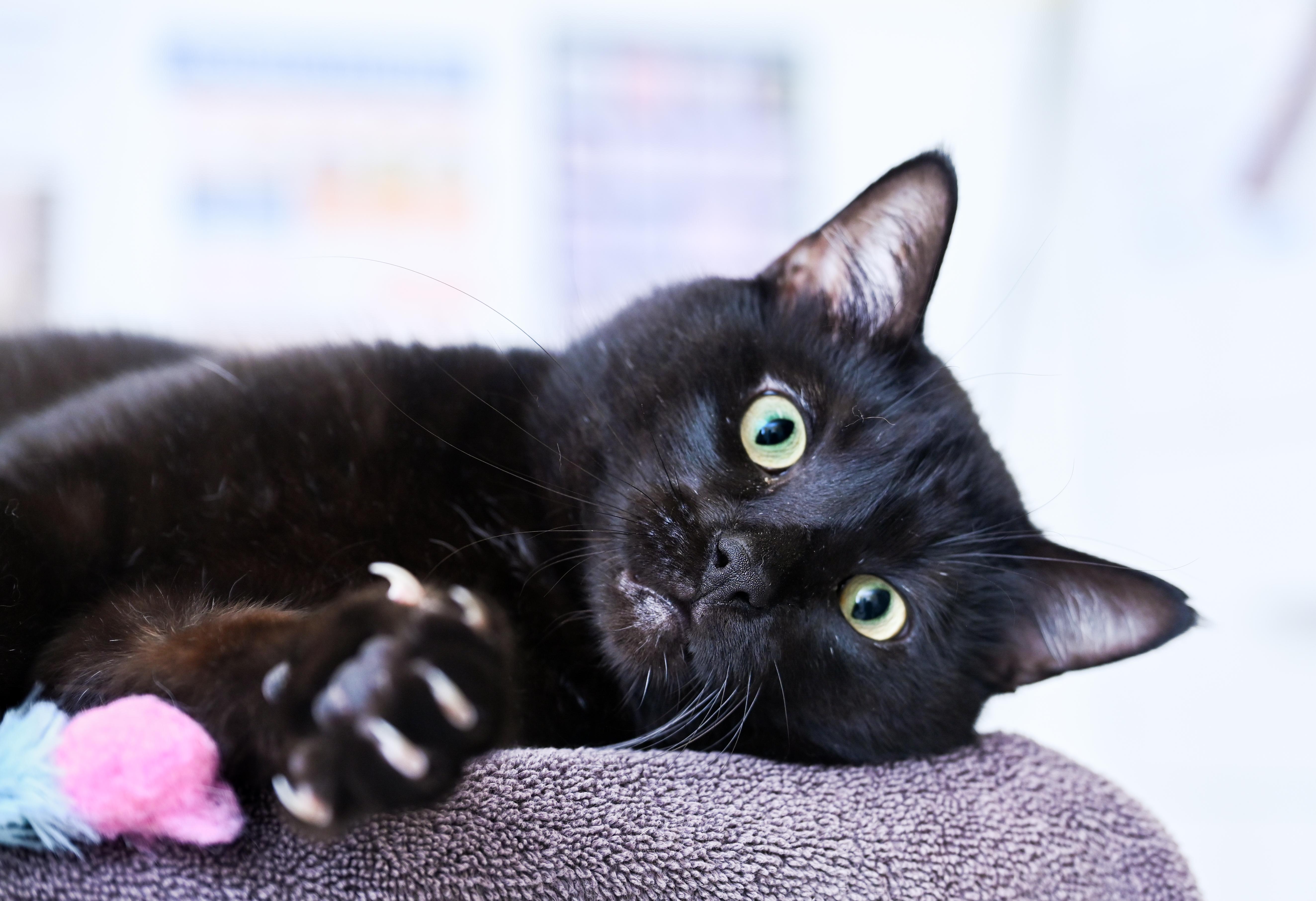 Enlarge Shadowkin, a Adoptable mixed breed in Chattanooga, TN image 6/6