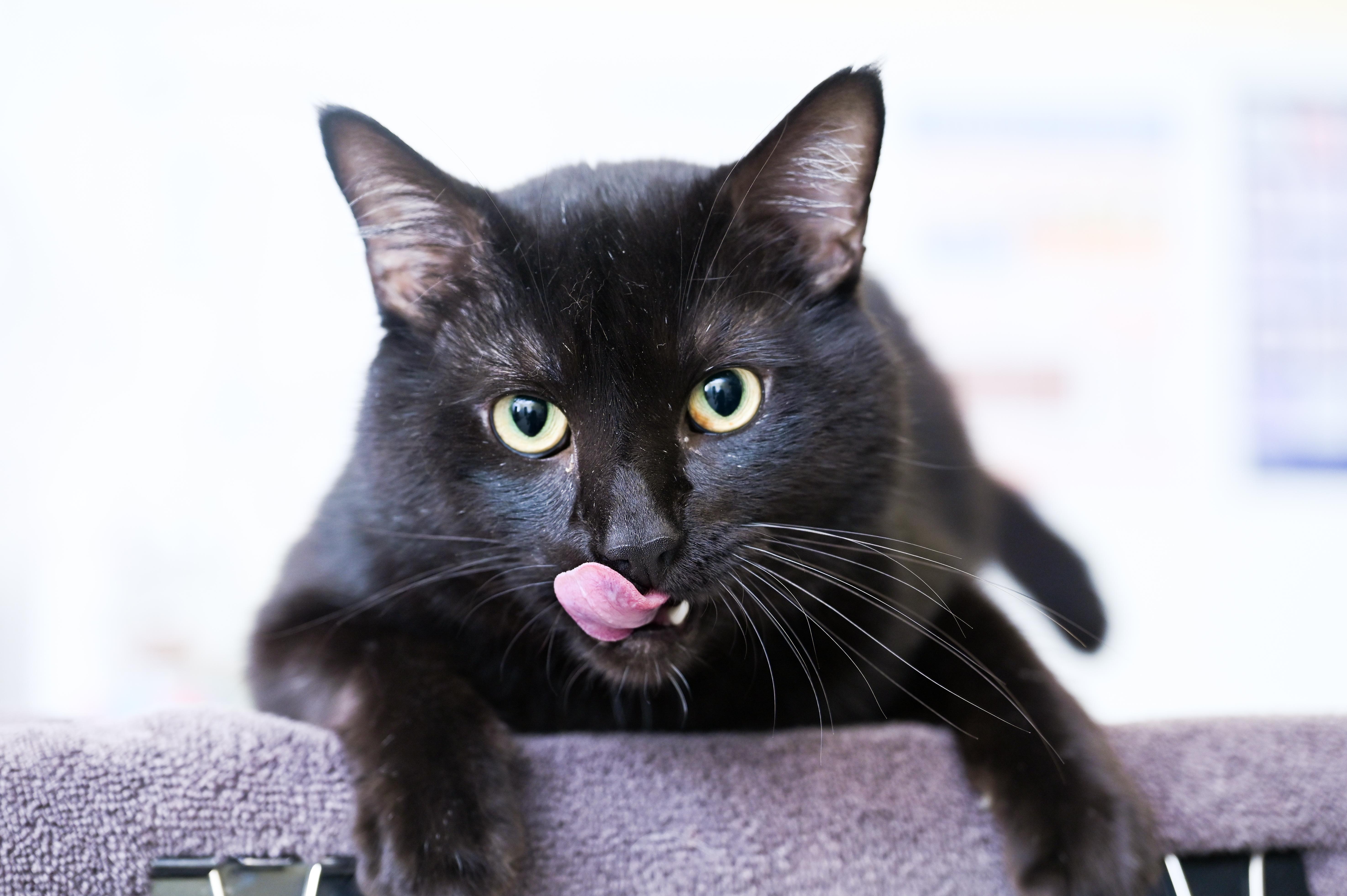 Enlarge Shadowkin, a Adoptable mixed breed in Chattanooga, TN image 2/6