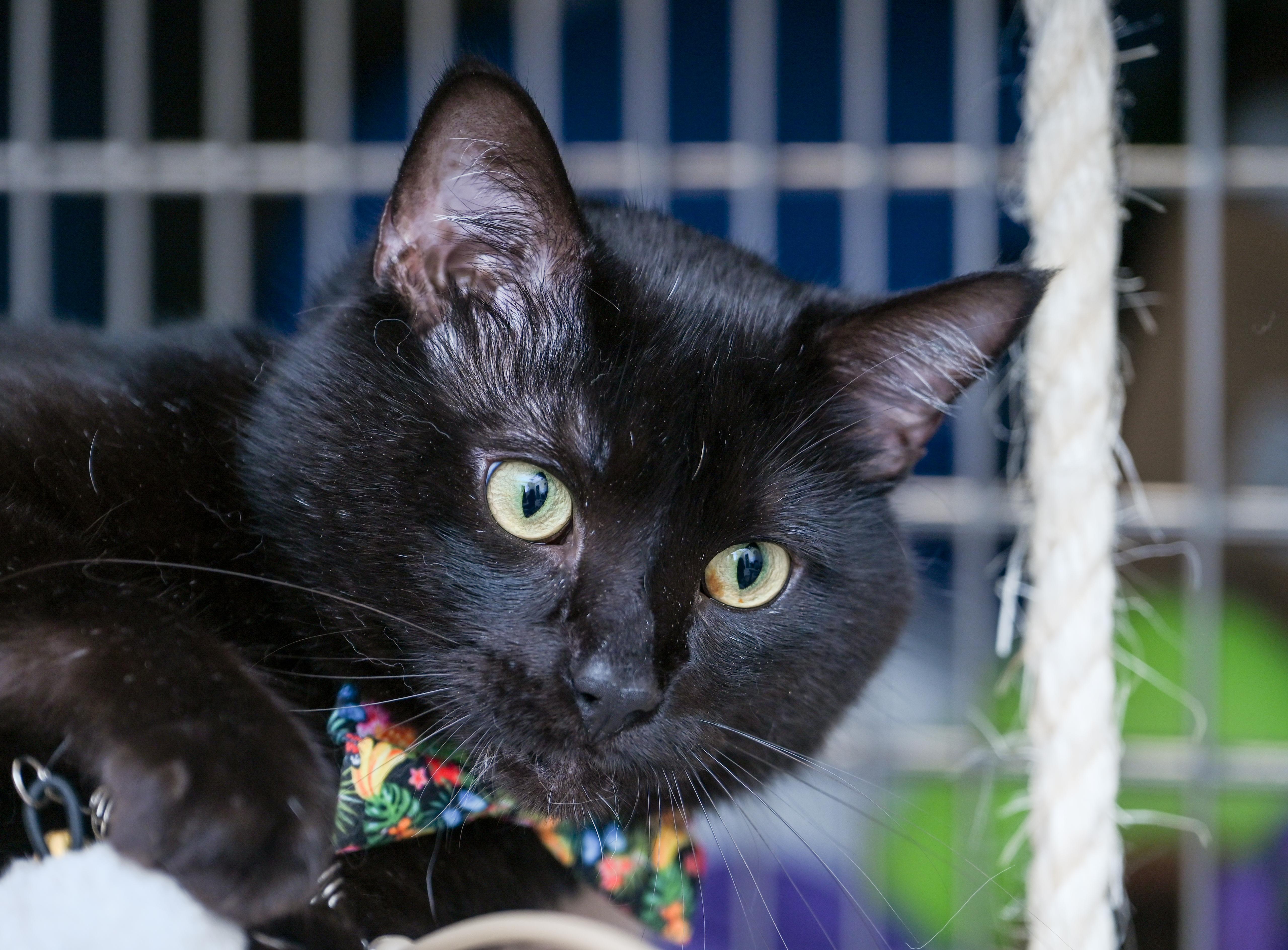 Enlarge Shadowkin, a Adoptable mixed breed in Chattanooga, TN image 4/6
