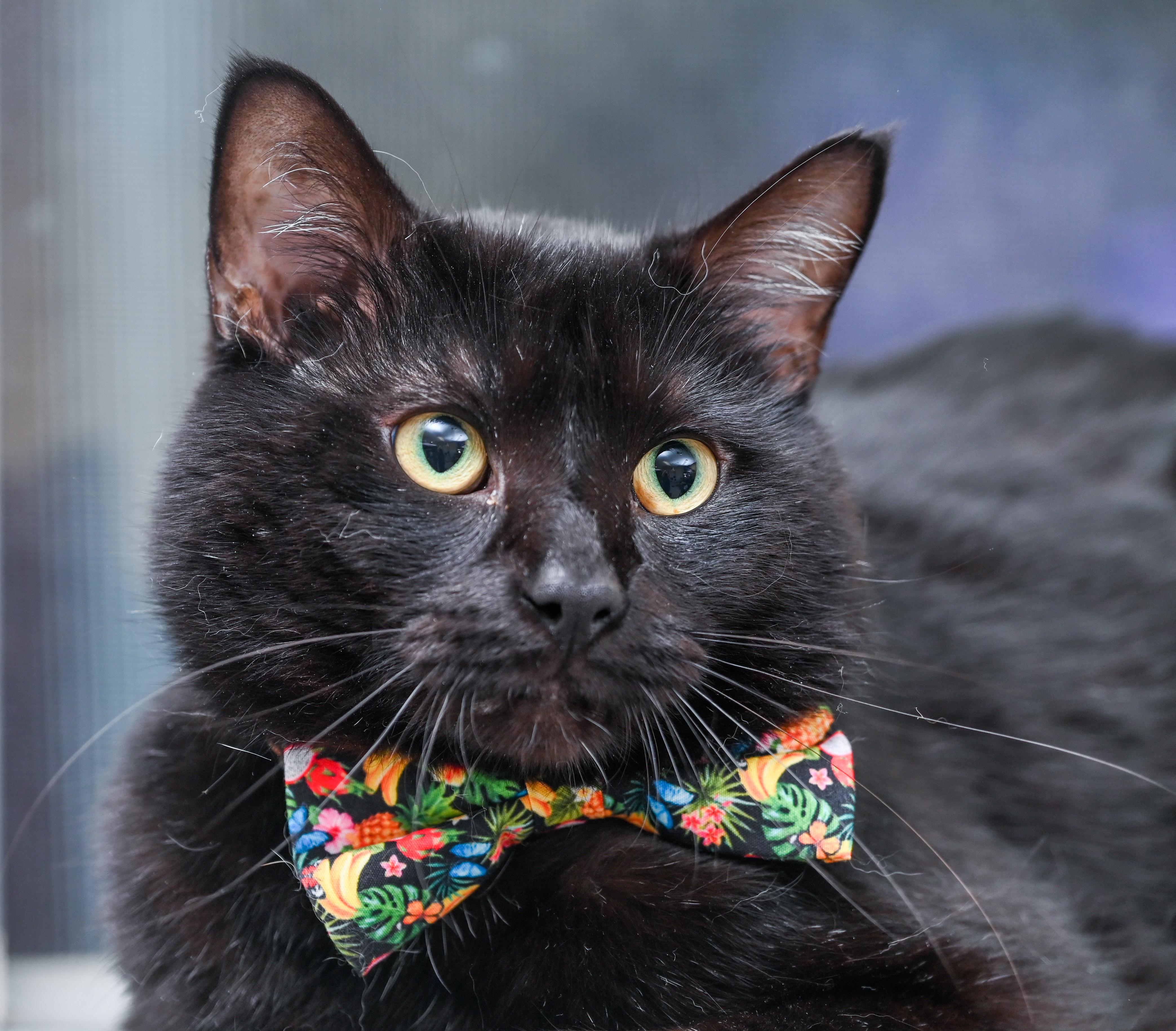 Enlarge Shadowkin, a Adoptable mixed breed in Chattanooga, TN image 3/6