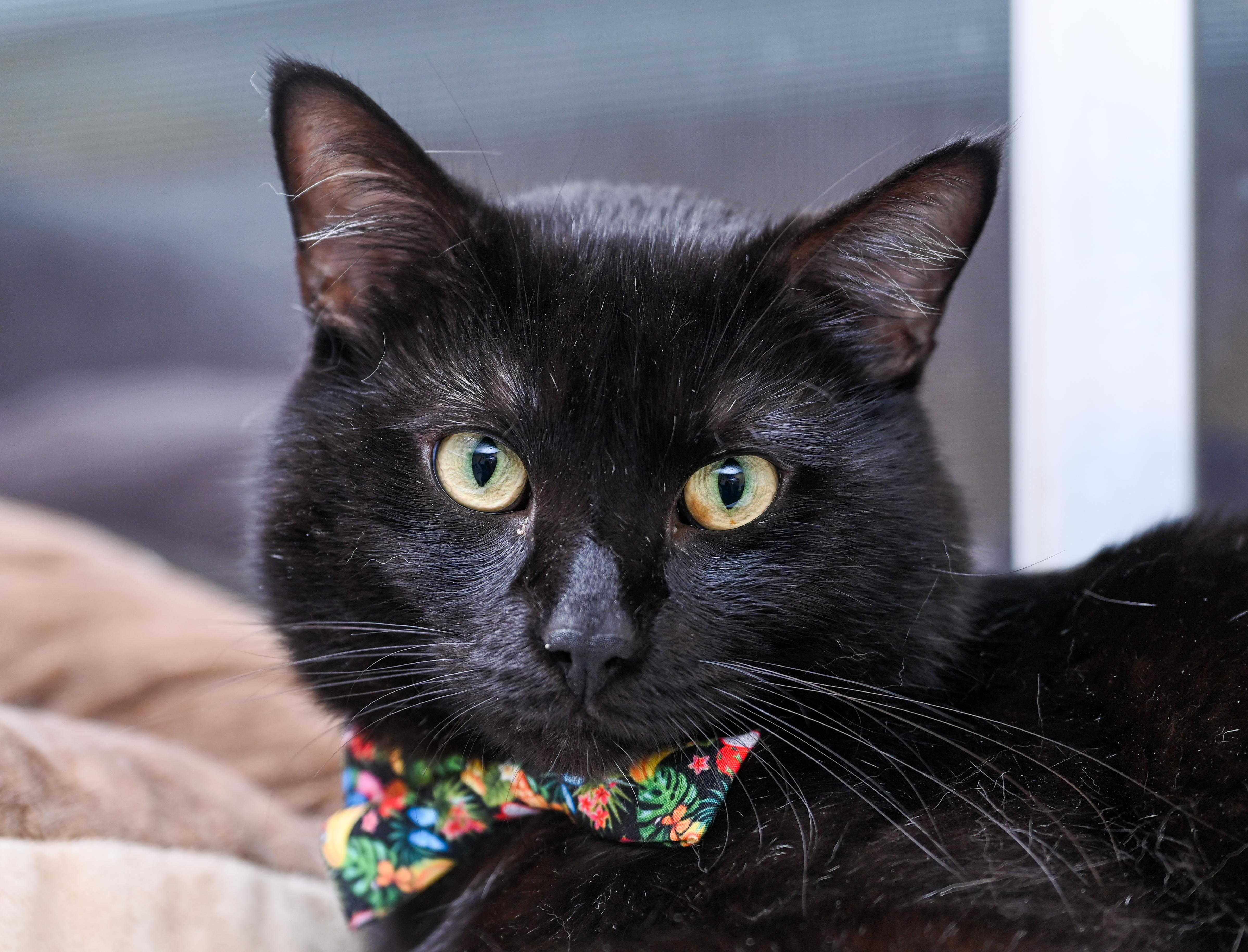 Enlarge Shadowkin, a Adoptable mixed breed in Chattanooga, TN image 5/6