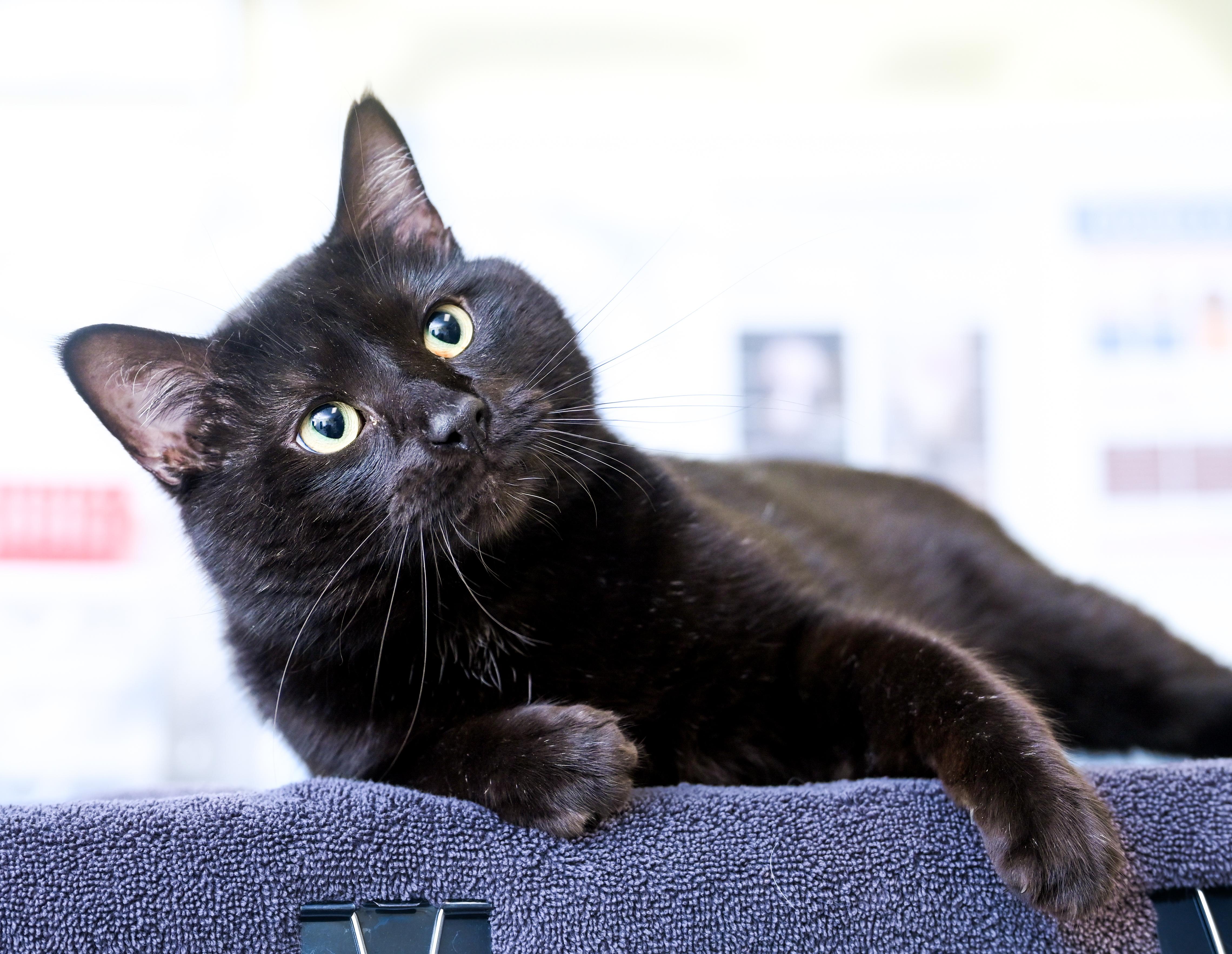 Enlarge Shadowkin, a Adoptable mixed breed in Chattanooga, TN image 1/6