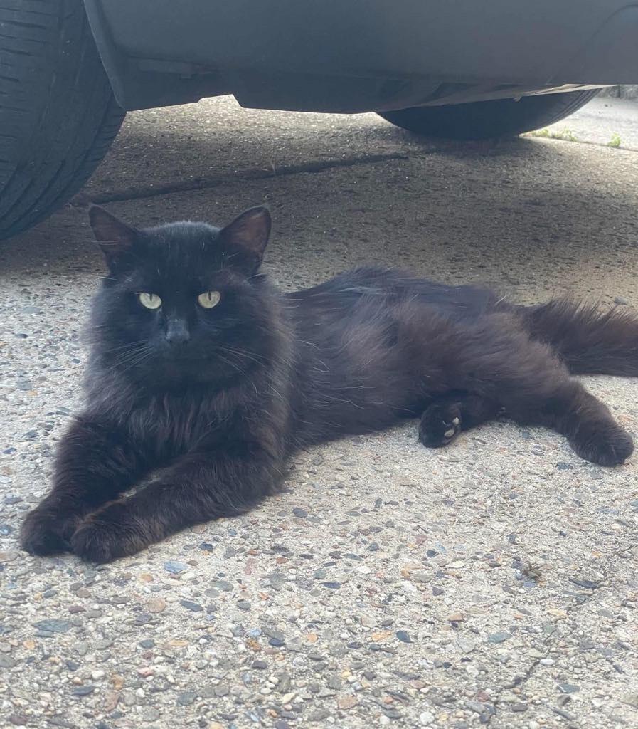 Jack Black, Adult Male Domestic Long Hair