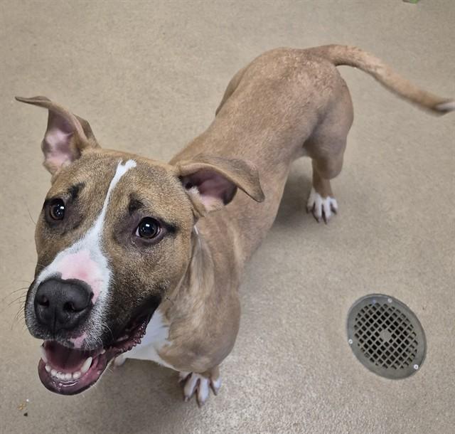 ROCKY, Adoptable, Young Male Pit Bull Terrier.