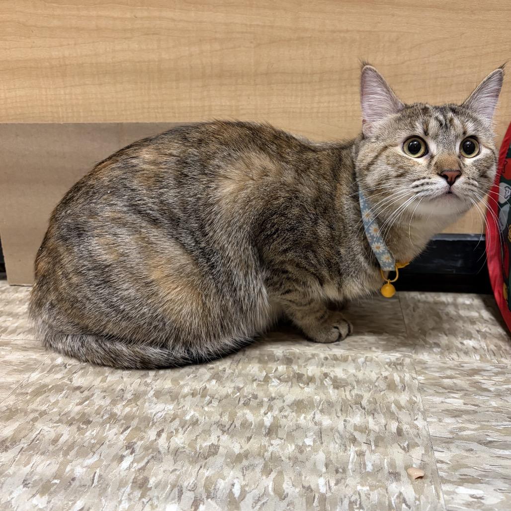 Enlarge Genesis, a Adoptable Domestic Short Hair in Monroe, MI image 1/5