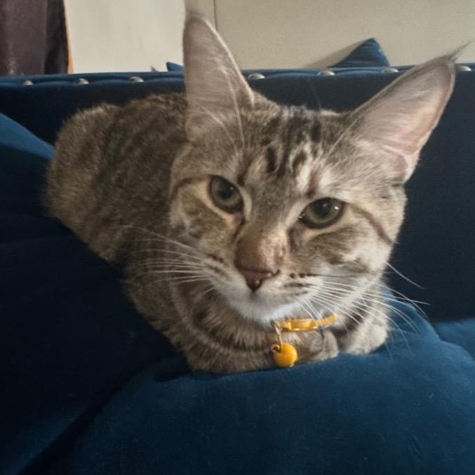 Enlarge Genesis, a Adoptable Domestic Short Hair in Monroe, MI image 2/5
