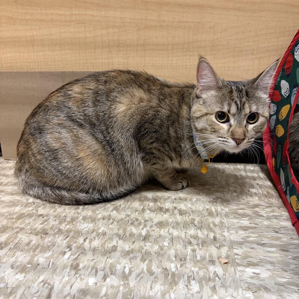 Enlarge Genesis, a Adoptable Domestic Short Hair in Monroe, MI image 3/5