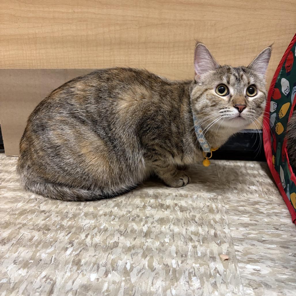 Enlarge Genesis, a Adoptable Domestic Short Hair in Monroe, MI image 4/5