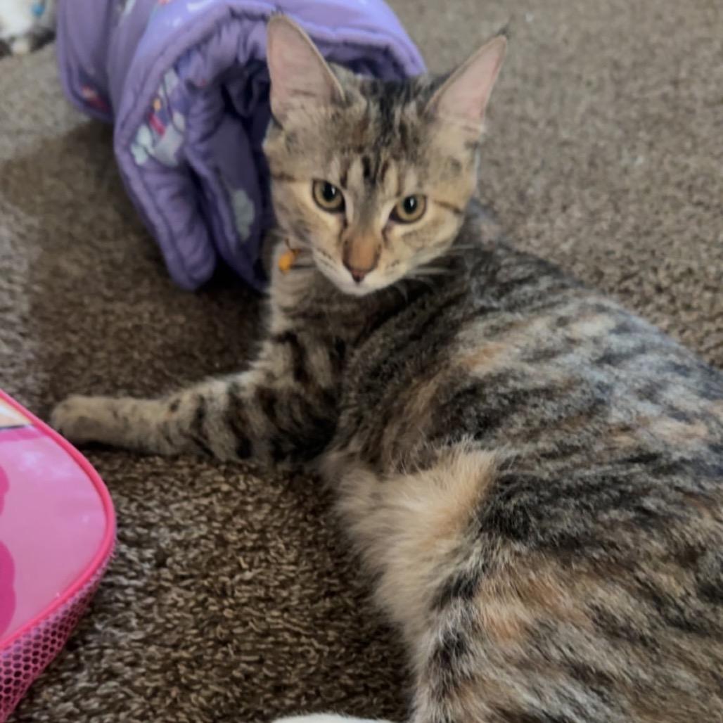 Enlarge Genesis, a Adoptable Domestic Short Hair in Monroe, MI image 5/5