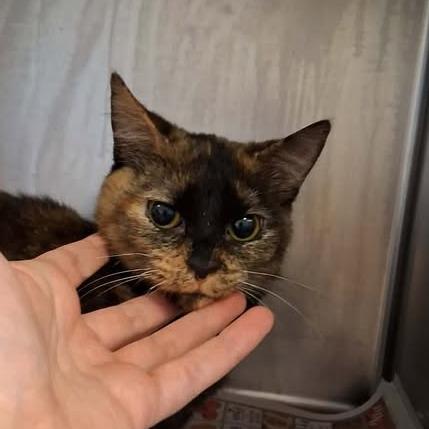 F098, ADOPTABLE, Young Female American Wirehair.