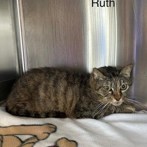 Enlarge Ruth, a Adoptable Domestic Short Hair in Knoxville, TN image 1/1