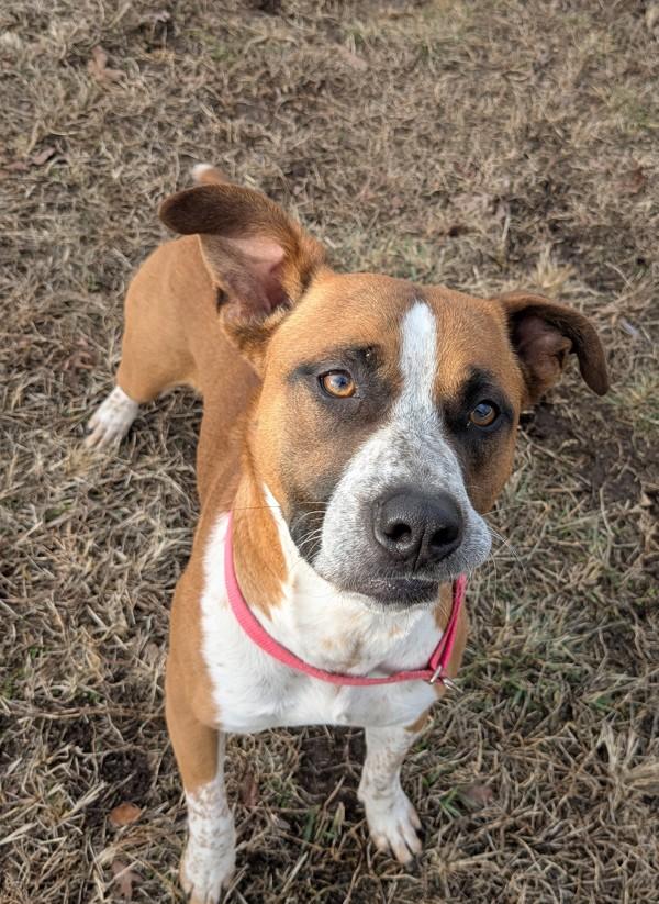 Enlarge Sweetie, a Adoptable mixed breed in Osage Beach, MO image 1/2
