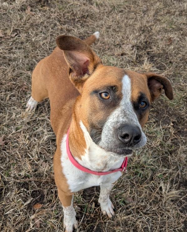 Enlarge Sweetie, a Adoptable mixed breed in Osage Beach, MO image 2/2