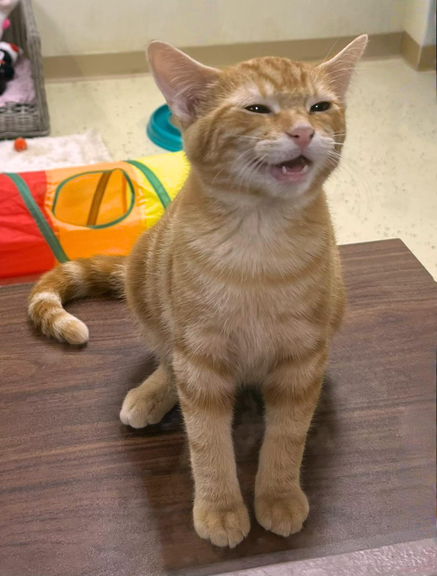 Sudsa Vibrant Little Swirl thumbnail 3