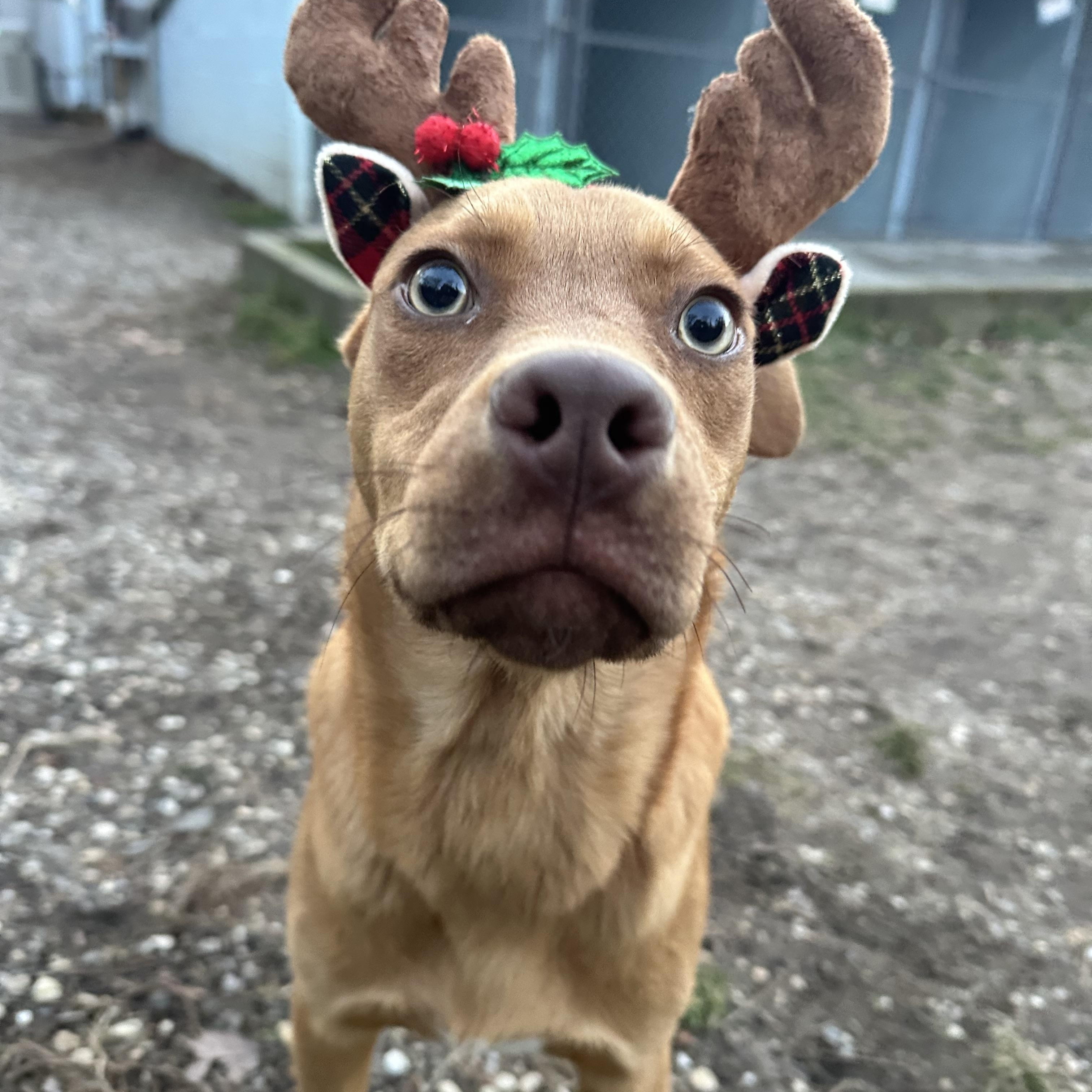 Enlarge Pheonix, a ADOPTABLE mixed breed in Ocean View, NJ image 3/6