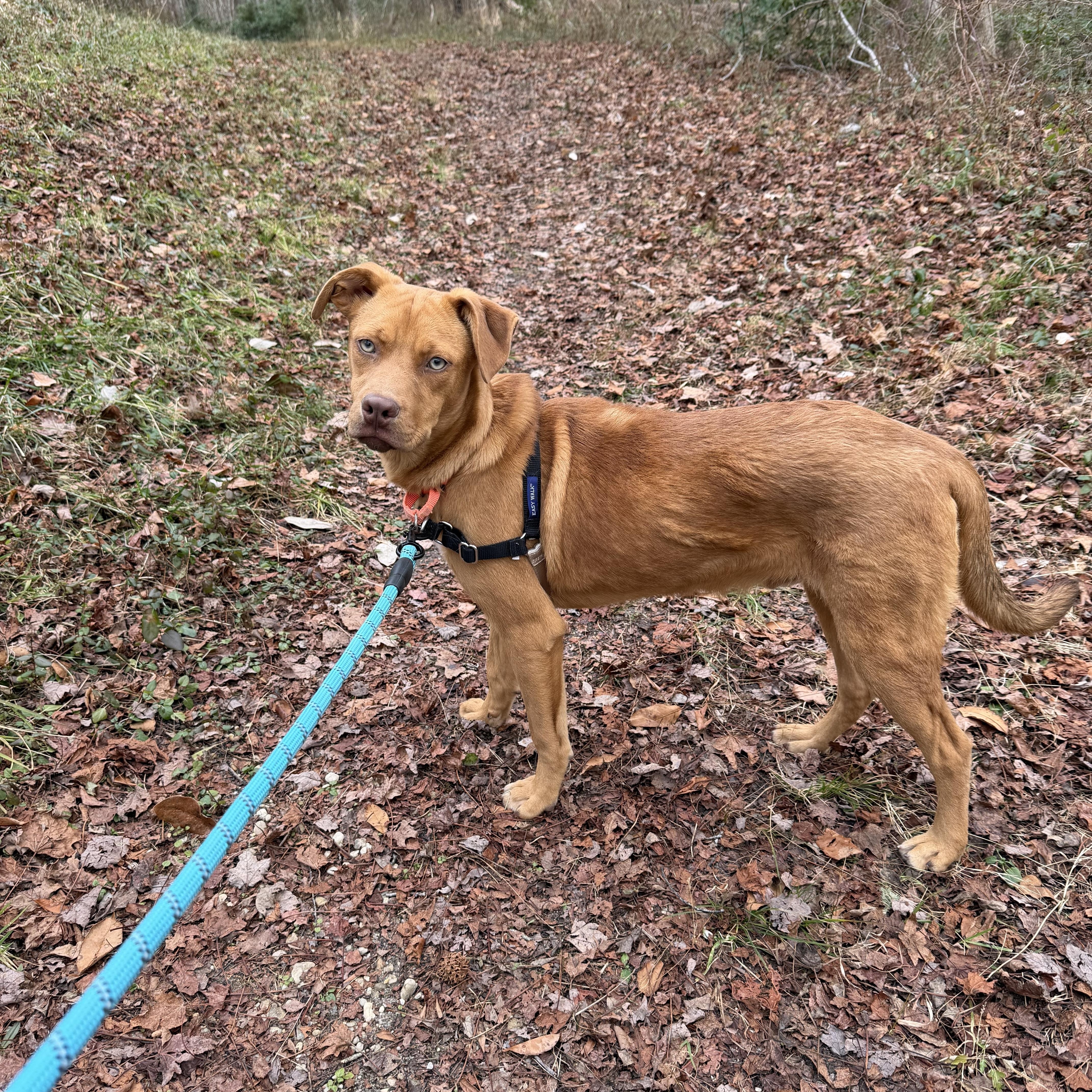 Enlarge Pheonix, a ADOPTABLE mixed breed in Ocean View, NJ image 4/6