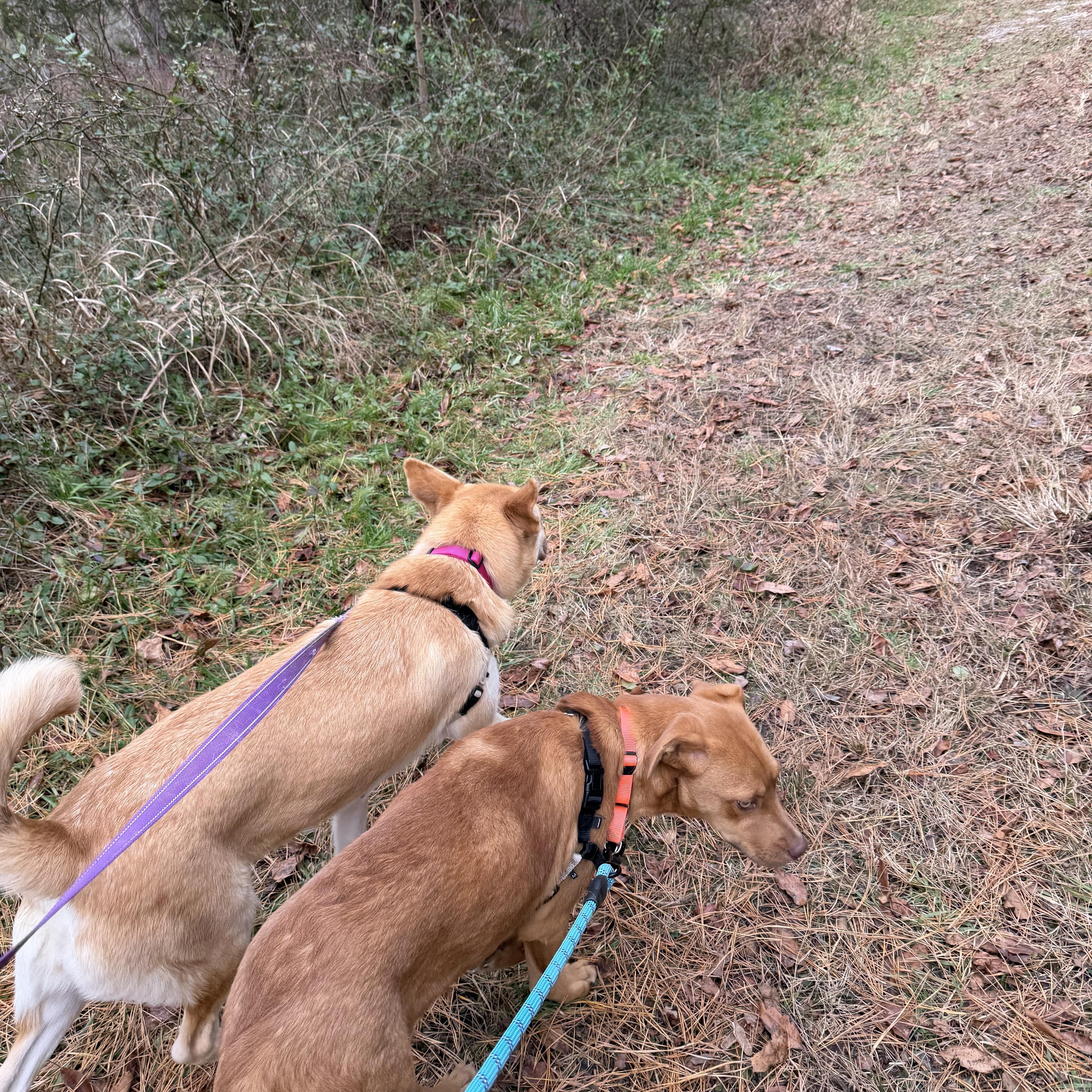 Enlarge Pheonix, a ADOPTABLE mixed breed in Ocean View, NJ image 5/6
