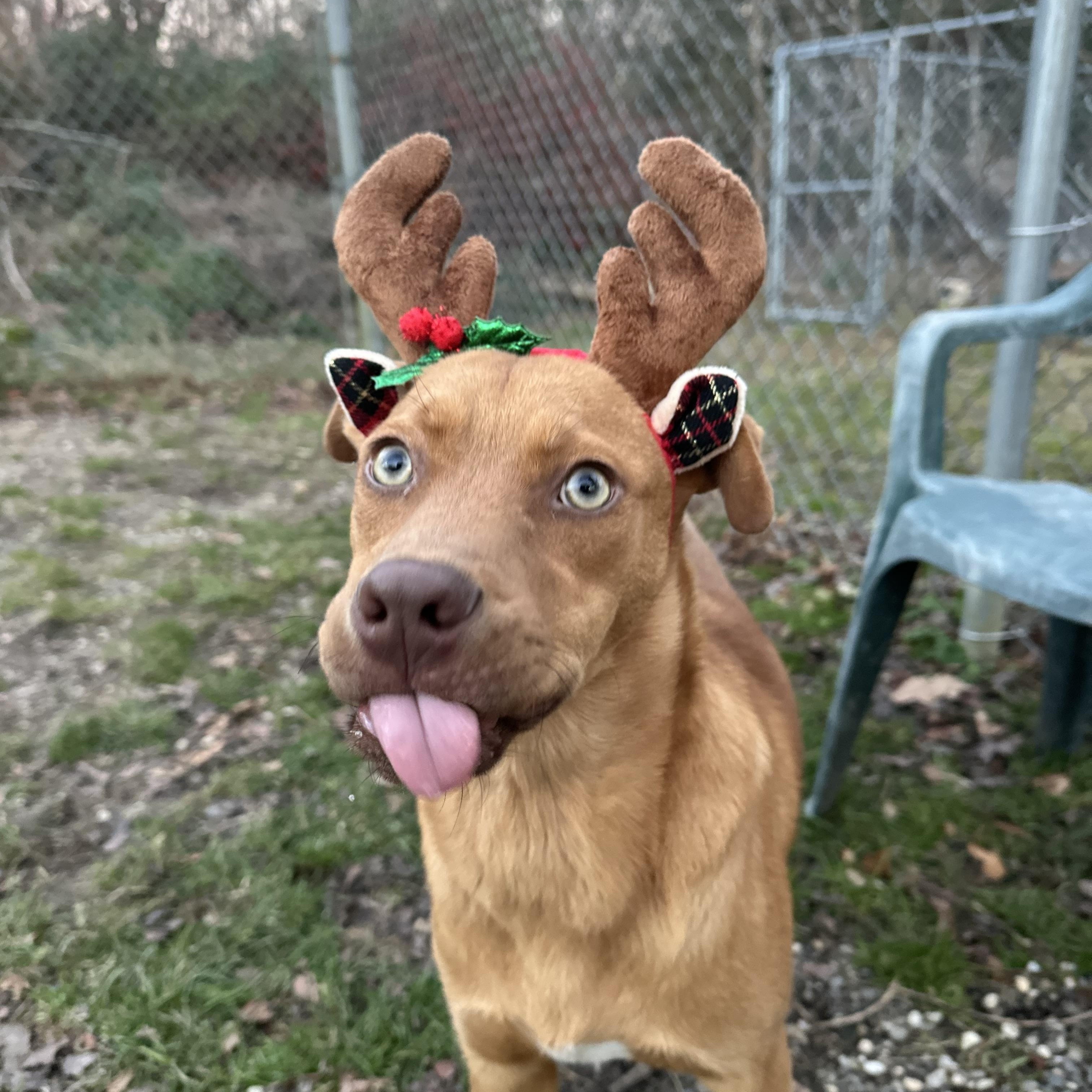 Enlarge Pheonix, a ADOPTABLE mixed breed in Ocean View, NJ image 1/6