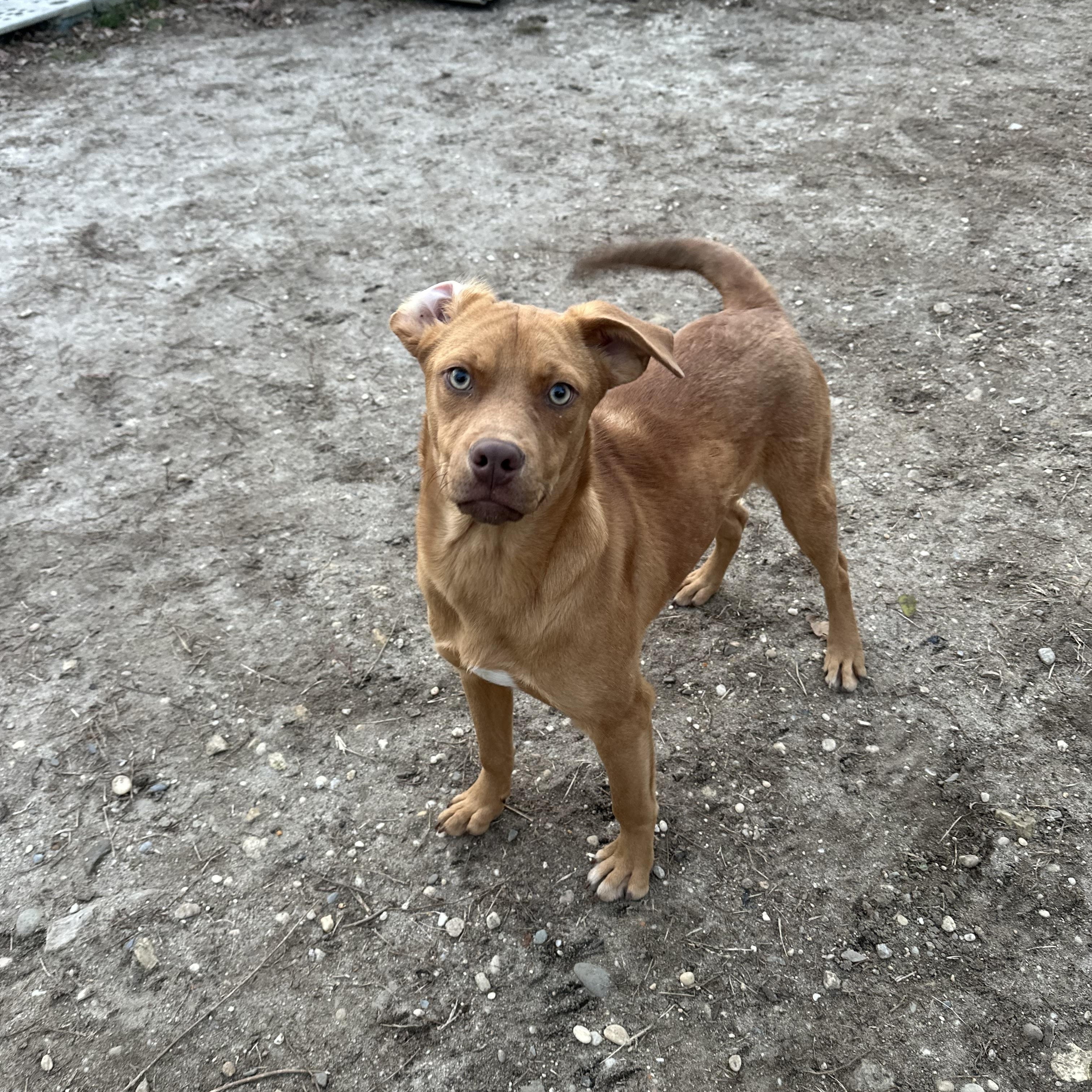 Enlarge Pheonix, a ADOPTABLE mixed breed in Ocean View, NJ image 2/6