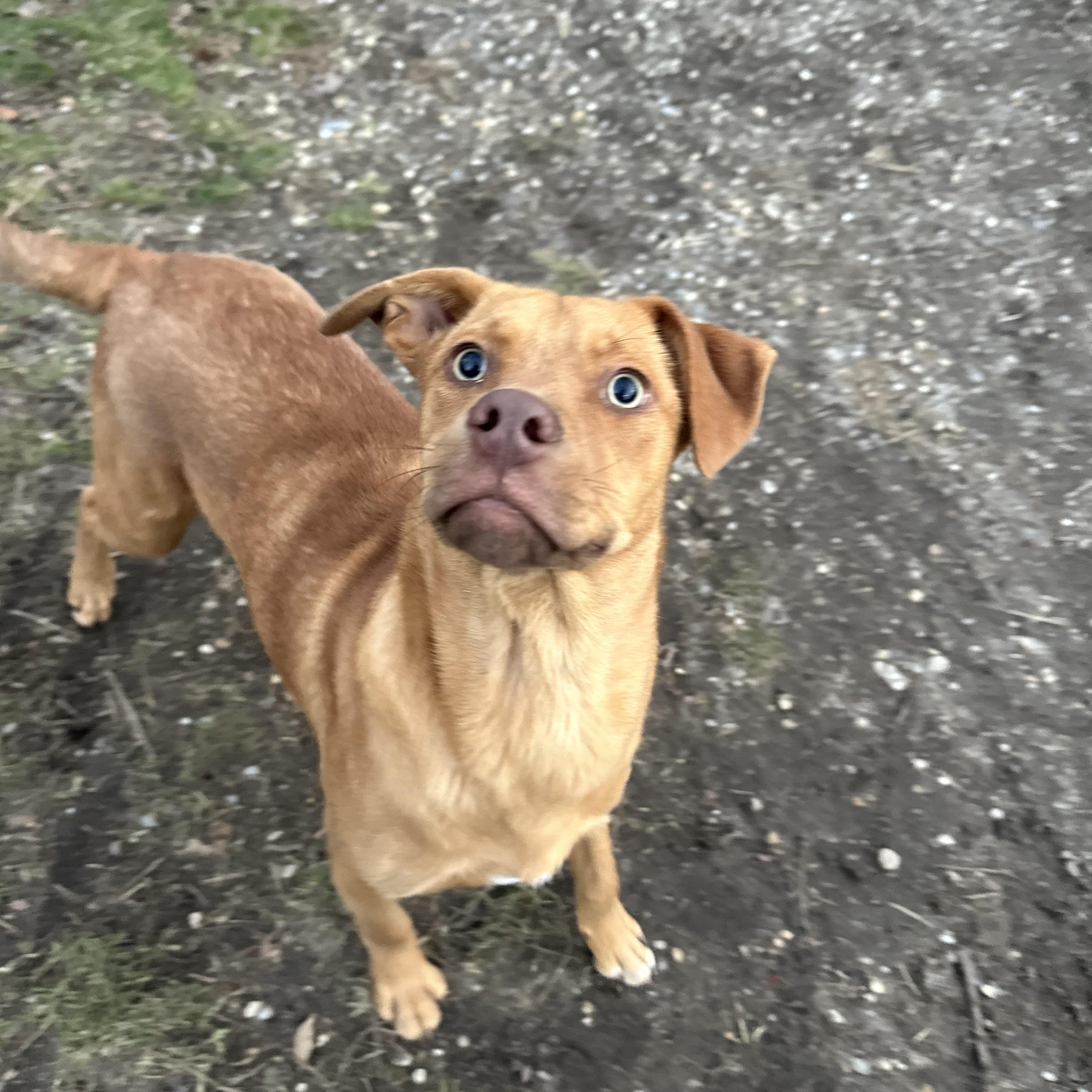 Enlarge Pheonix, a ADOPTABLE mixed breed in Ocean View, NJ image 6/6