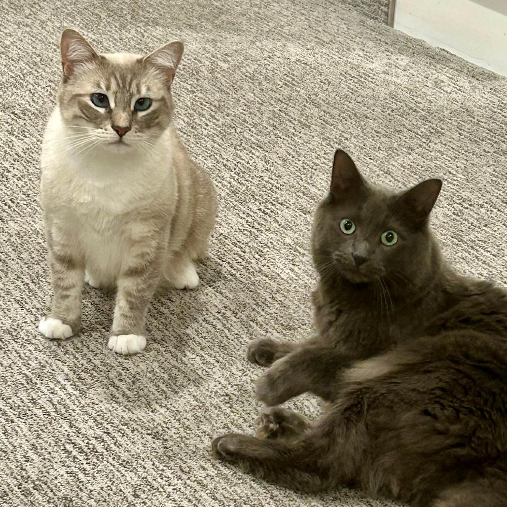 Salt *Bonded with Pepper*, Adoptable, Adult Female Siamese.