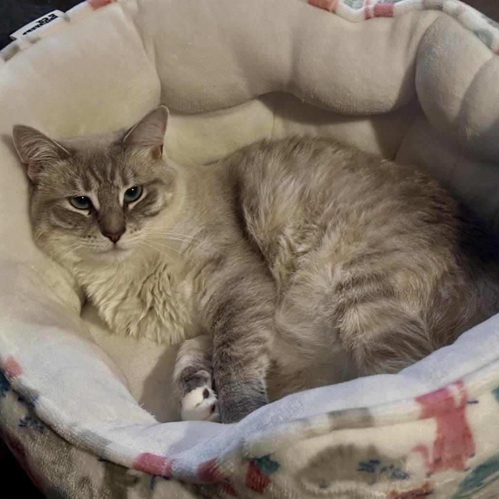 Salt *Bonded with Pepper*, a Adoptable mixed breed in Sinking Spring, PA image 2/5