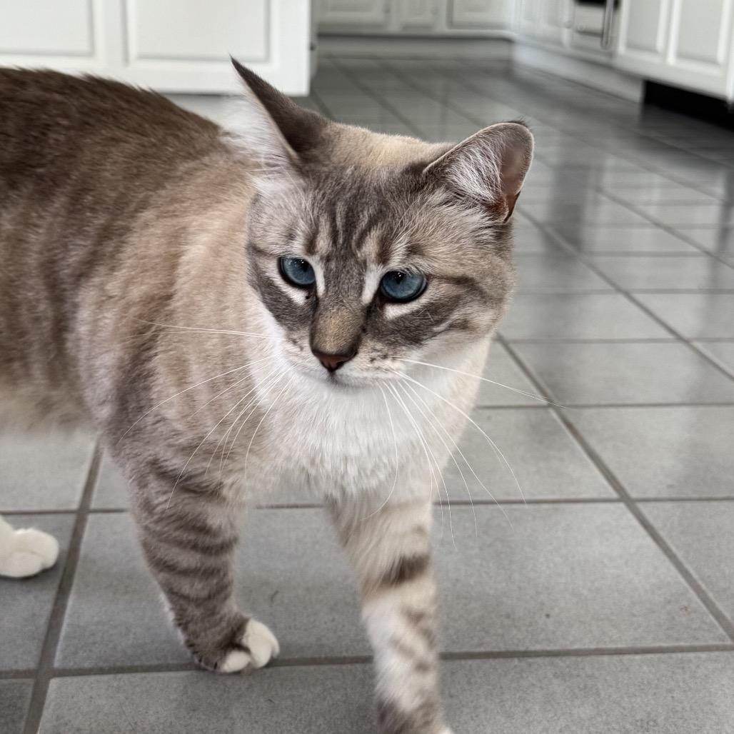 Salt *Bonded with Pepper*, a Adoptable mixed breed in Sinking Spring, PA image 3/5