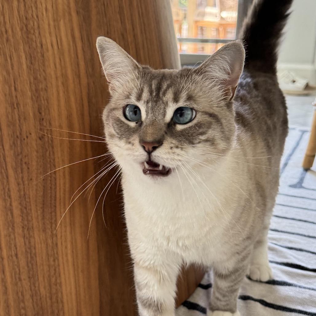 Salt *Bonded with Pepper*, a Adoptable mixed breed in Sinking Spring, PA image 4/5