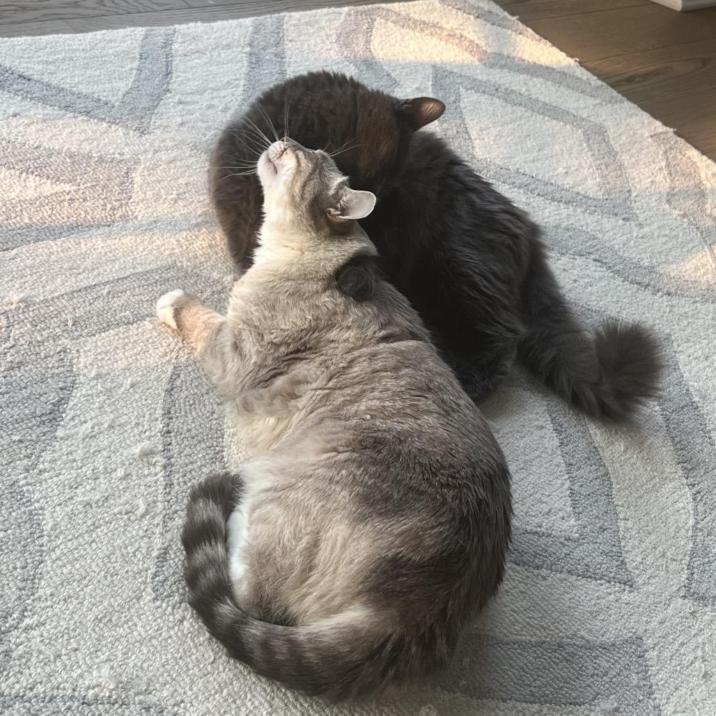 Salt *Bonded with Pepper*, a Adoptable mixed breed in Sinking Spring, PA image 5/5