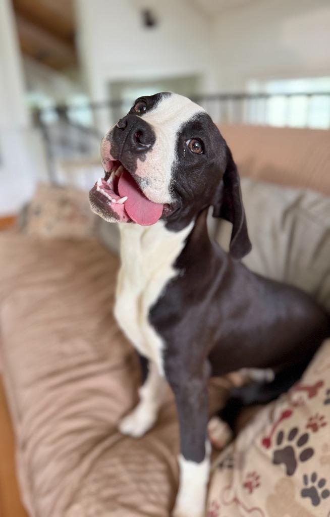 Enlarge Pepper, a Adopted mixed breed in Hudson, NY image 1/1