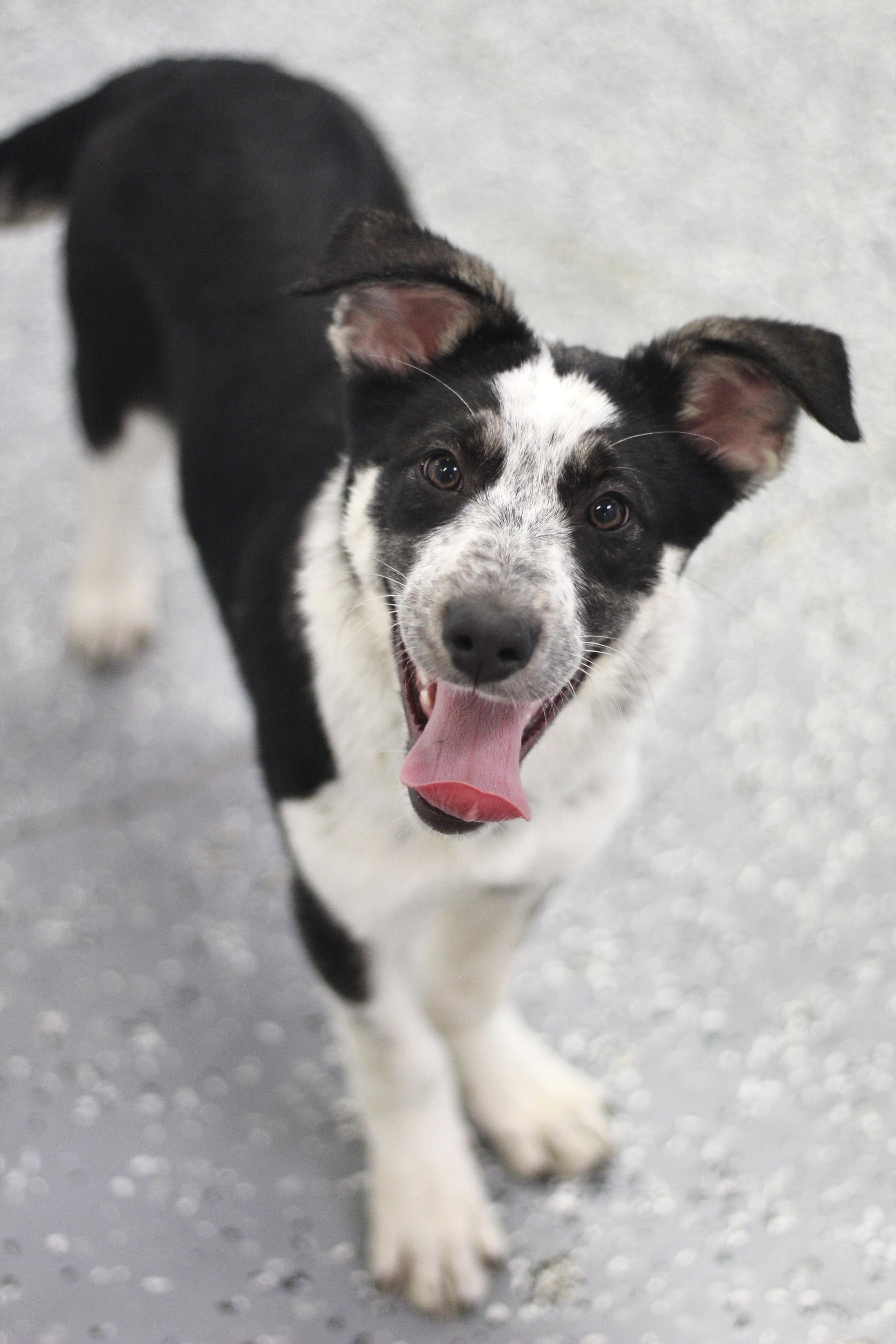 Enlarge Birdie in NH! Come Meet our Adoptable Dogs Wednesday-Saturday. More info in Bio!, a ADOPTABLE mixed breed in Manchester, NH image 1/1