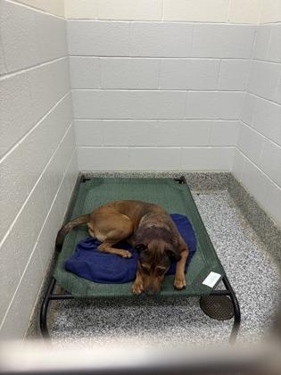 26-164 Sugar, a Adoptable mixed breed in Barnesville, GA image 1/2