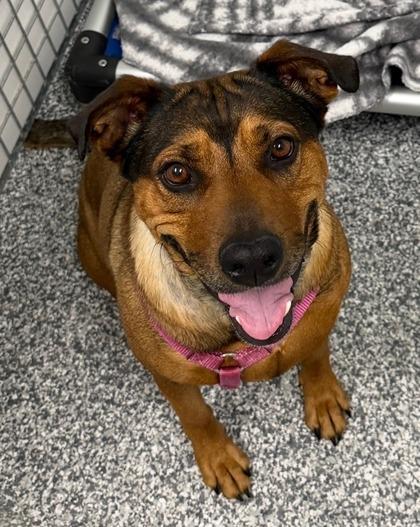 26-164 Sugar, a Adoptable mixed breed in Barnesville, GA image 2/2