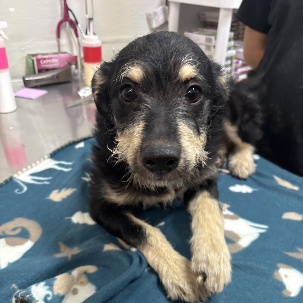 Enlarge Taraji, a Adoptable mixed breed in Clanton, AL image 1/1