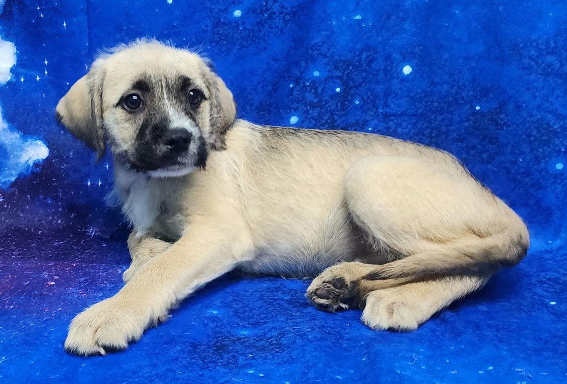 260278 Sunflower — thumbnail 2