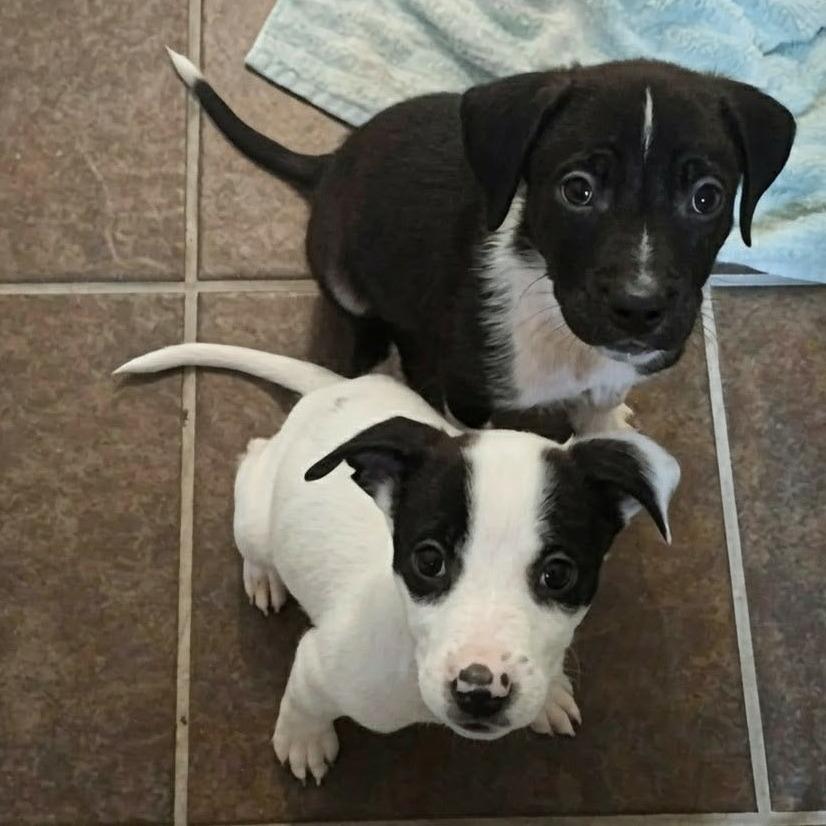 Enlarge Penelope, a Adoptable mixed breed in Griswold, CT image 1/6