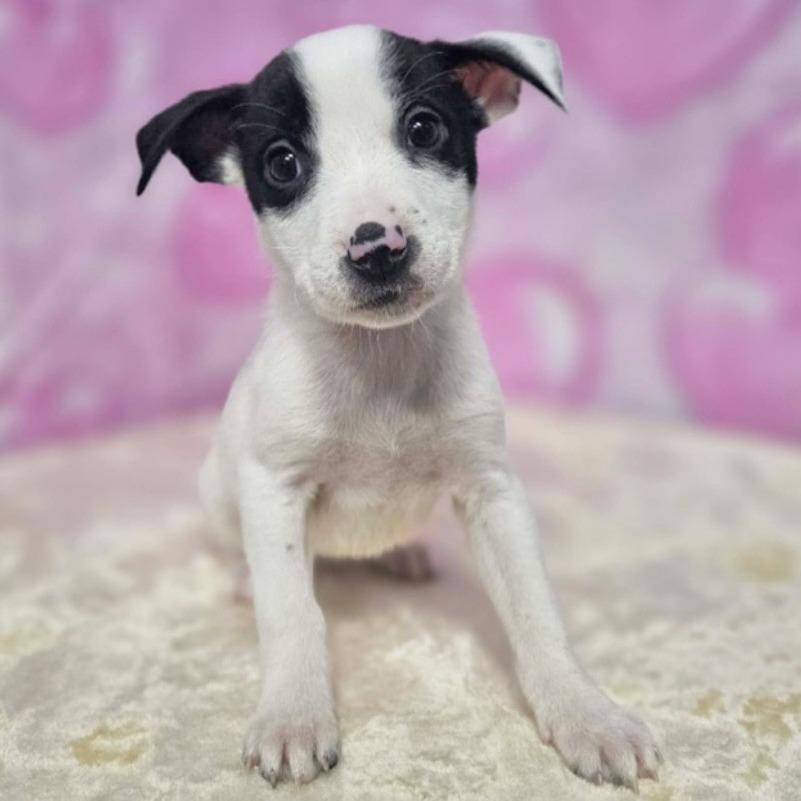 Enlarge Penelope, a Adoptable mixed breed in Griswold, CT image 2/6