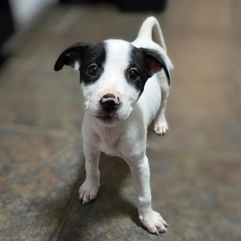 Enlarge Penelope, a Adoptable mixed breed in Griswold, CT image 3/6