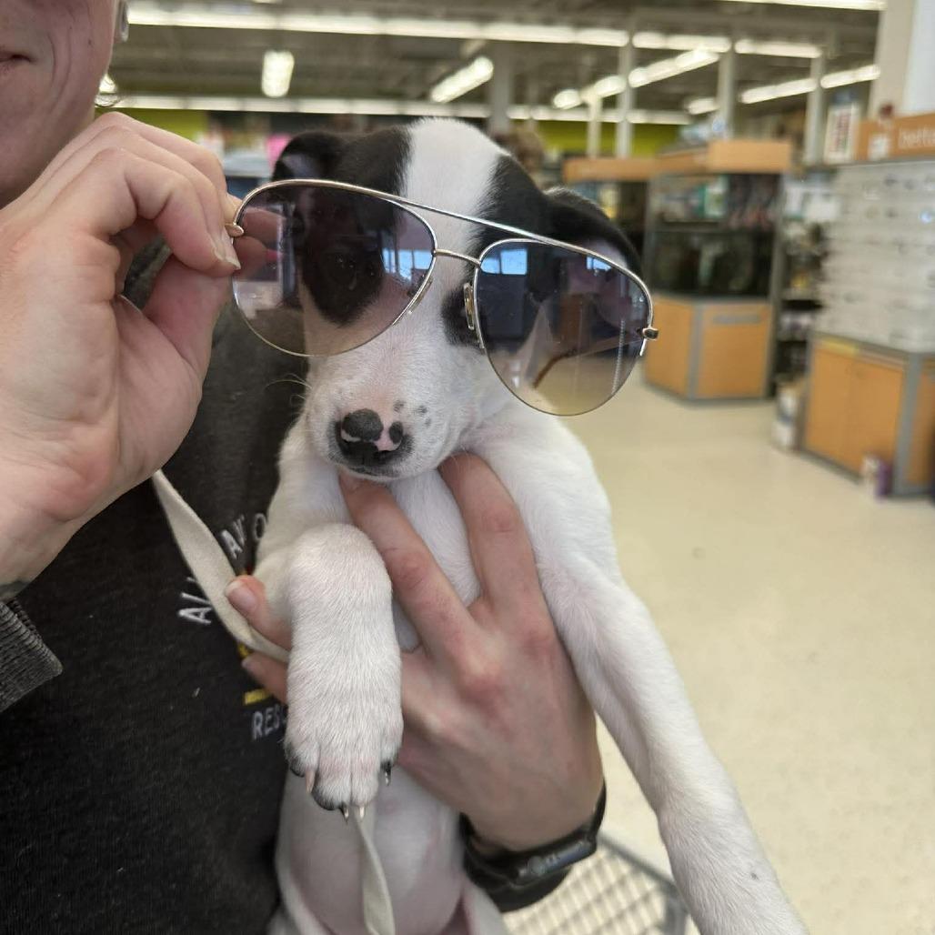 Enlarge Penelope, a Adoptable mixed breed in Griswold, CT image 4/6