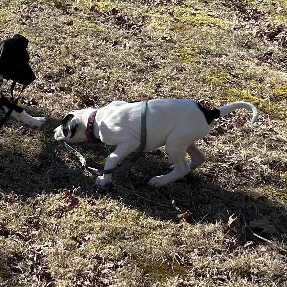 Enlarge Penelope, a Adoptable mixed breed in Griswold, CT image 5/6