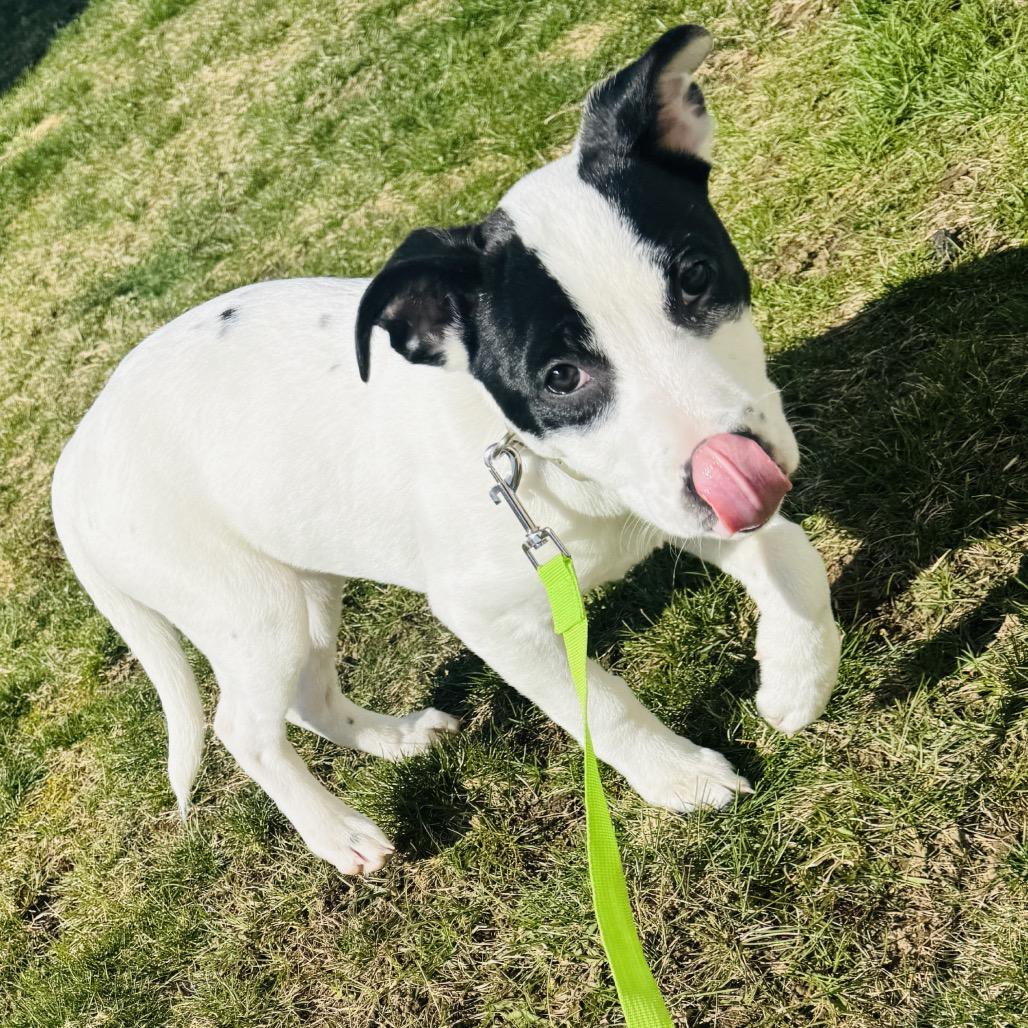 Enlarge Penelope, a Adoptable mixed breed in Griswold, CT image 6/6