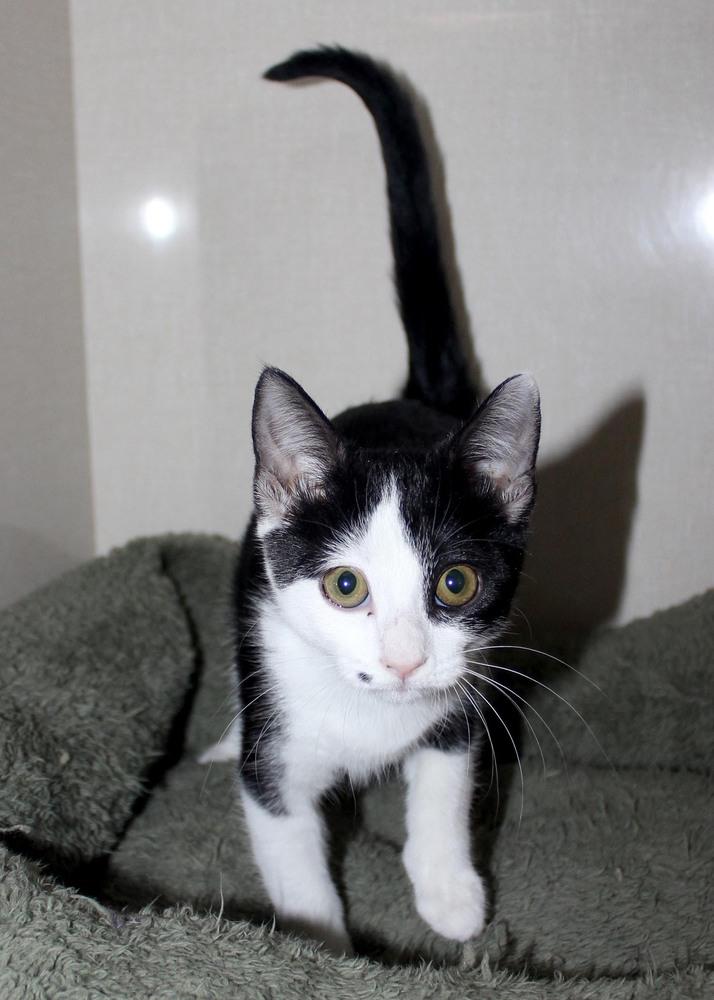 Enlarge CINDY, a Adoptable Domestic Short Hair in Broomfield, CO image 1/1
