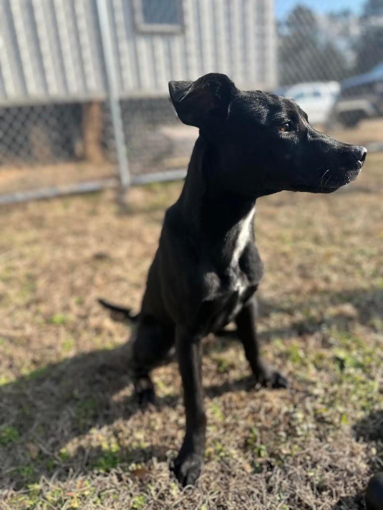 Snoop Dog, Adoptable, Young Male Labrador Retriever.